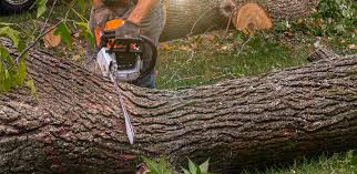 Best Emergency Tree Removal  in Acushnet Center, MA