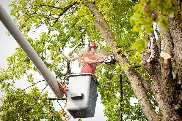 Reliable Acushnet Center, MA Tree Removal Solutions
